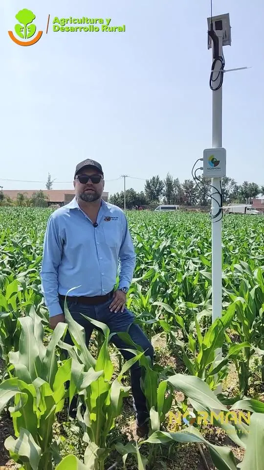Productor de Integradora Arca junto a la estación de Norman en su parcela de maíz, SADER Jalisco