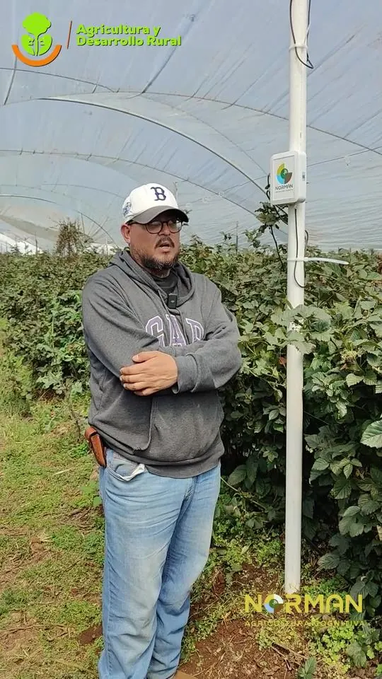 Productor de berries junto a la estación de Norman en macrotúnel, SADER Jalisco